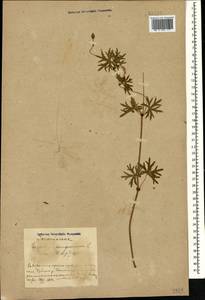Geranium sanguineum L., Caucasus, Azerbaijan (K6) (Azerbaijan)