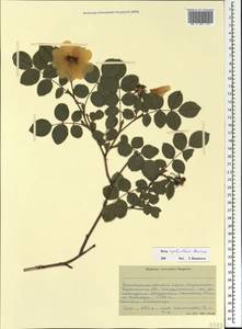 Rosa oxyodon Boiss., Caucasus, Stavropol Krai, Karachay-Cherkessia & Kabardino-Balkaria (K1b) (Russia)