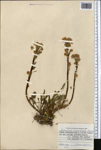Pedicularis rhinanthoides, Middle Asia, Pamir & Pamiro-Alai (M2) (Tajikistan)