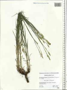 Dianthus pallens M. Bieb., Eastern Europe, Rostov Oblast (E12a) (Russia)