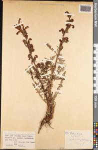 Pedicularis talassica Vved., Middle Asia, Pamir & Pamiro-Alai (M2) (Kyrgyzstan)