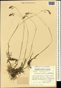 Paracolpodium colchicum (Albov) Tzvelev, Caucasus, Georgia (K4) (Georgia)