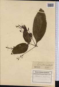 Collinsonia canadensis L., America (AMER) (United States)