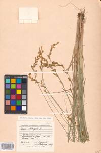 Carex elongata L., Eastern Europe, North-Western region (E2) (Russia)