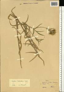 Carlina vulgaris L., Eastern Europe, Central forest-and-steppe region (E6) (Russia)