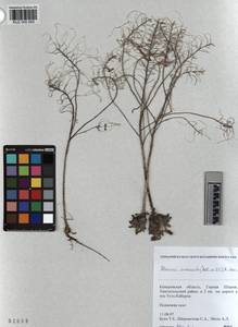 KUZ 005 053, Stevenia cheiranthoides subsp. incarnata (Lamb. ex DC.) D. A. German, Siberia, Altai & Sayany Mountains (S2) (Russia)