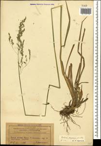 Festuca drymeja Mert. & W.D.J.Koch, Caucasus, Azerbaijan (K6) (Azerbaijan)