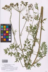 Thysselinum palustre (L.) Hoffm., Eastern Europe, North-Western region (E2) (Russia)
