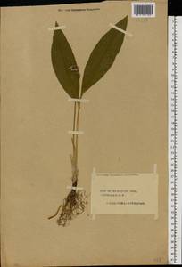 Convallaria majalis L., Eastern Europe, Central forest region (E5) (Russia)