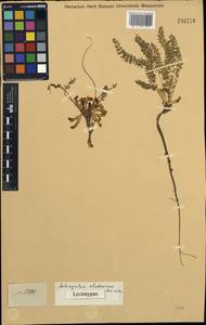 Astragalus alatavicus Kar. & Kir., Middle Asia, Muyunkumy, Balkhash & Betpak-Dala (M9) (Kazakhstan)