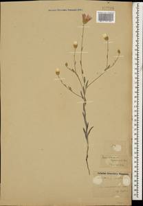 Xeranthemum squarrosum Boiss., Caucasus, Azerbaijan (K6) (Azerbaijan)