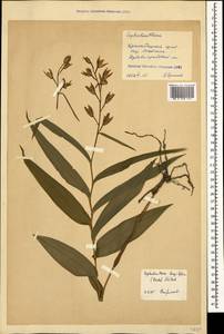 Cephalanthera longifolia (L.) Fritsch, Caucasus, Krasnodar Krai & Adygea (K1a) (Russia)