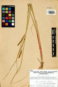 Carex vesicata Meinsh., Siberia, Baikal & Transbaikal region (S4) (Russia)