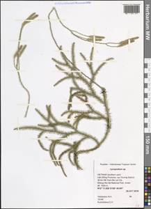 Lycopodium, South Asia, South Asia (Asia outside ex-Soviet states and Mongolia) (ASIA) (Vietnam)