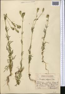 Crupina vulgaris (Pers.) Cass., Middle Asia, Dzungarian Alatau & Tarbagatai (M5) (Kazakhstan)