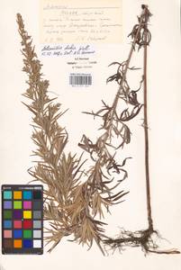 Artemisia umbrosa Turcz. ex DC., Eastern Europe, Moscow region (E4a) (Russia)