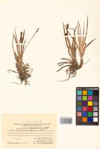 Carex microchaeta subsp. nesophila (Holm) D.F.Murray, Siberia, Chukotka & Kamchatka (S7) (Russia)