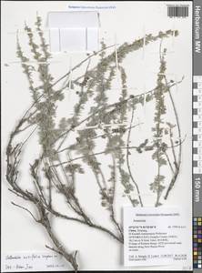 Artemisia rutifolia Stephan ex Spreng., South Asia, South Asia (Asia outside ex-Soviet states and Mongolia) (ASIA) (China)