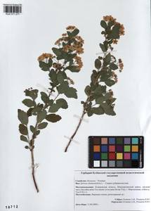 Spiraea chamaedryfolia L., Siberia, Altai & Sayany Mountains (S2) (Russia)