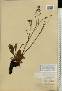Limonium tomentellum (Boiss.) Kuntze, Eastern Europe, Lower Volga region (E9) (Russia)
