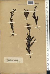 Pedicularis tristis L., Siberia, Altai & Sayany Mountains (S2) (Russia)