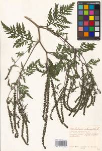 Ambrosia artemisiifolia L., Eastern Europe, Moscow region (E4a) (Russia)