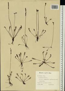 Drosera × anglica Huds., Eastern Europe, West Ukrainian region (E13) (Ukraine)