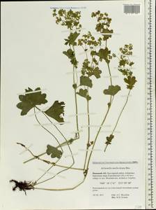 Alchemilla murbeckiana Buser, Eastern Europe, Northern region (E1) (Russia)