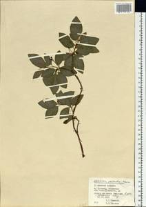 Rhododendron pentandrum (Maxim.) Craven, Siberia, Russian Far East (S6) (Russia)