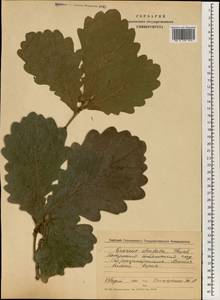 Quercus dentata Thunb., South Asia, South Asia (Asia outside ex-Soviet states and Mongolia) (ASIA) (Japan)