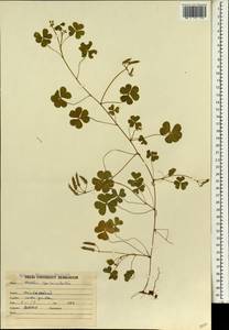 Oxalis corniculata L., South Asia, South Asia (Asia outside ex-Soviet states and Mongolia) (ASIA) (India)