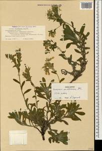 Onosma montana Sm., Caucasus, Black Sea Shore (from Novorossiysk to Adler) (K3) (Russia)