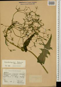 Cephalorrhynchus hispidus Boiss., Caucasus, Black Sea Shore (from Novorossiysk to Adler) (K3) (Russia)