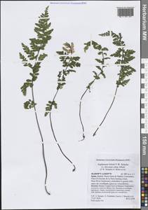 Asplenium obovatum subsp. billotii (F.W.Schultz) O.Bolòs, Vigo, Masalles & Ninot, Western Europe (EUR) (Spain)