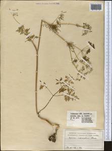 Elwendia intermedia (Korovin) Pimenov & Kljuykov, Middle Asia, Western Tian Shan & Karatau (M3) (Uzbekistan)