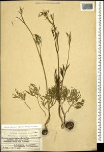 Bunium microcarpum (Boiss.) Freyn & Sint. ex Freyn, Caucasus, Armenia (K5) (Armenia)