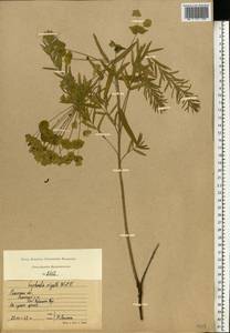 Euphorbia tommasiniana Bertol., Eastern Europe, Central region (E4) (Russia)