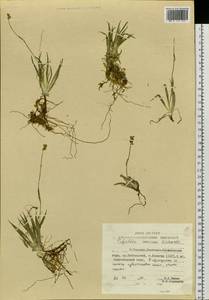 Tofieldia coccinea Richardson, Siberia, Russian Far East (S6) (Russia)