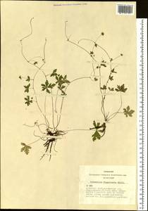 Potentilla flagellaris Willd. ex Schltdl., Siberia, Altai & Sayany Mountains (S2) (Russia)