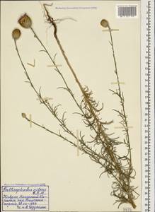 Callicephalus nitens (M. Bieb. ex Willd.) C. A. Mey., Caucasus, Azerbaijan (K6) (Azerbaijan)