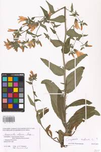 Campanula medium L., Eastern Europe, South Ukrainian region (E12) (Ukraine)