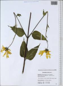 Helianthus tuberosus L., Siberia, Baikal & Transbaikal region (S4) (Russia)