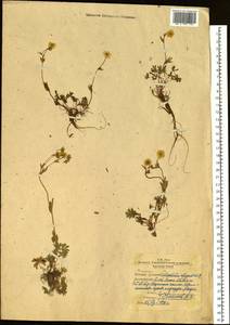 Potentilla stipularis L., Siberia, Western Siberia (S1) (Russia)