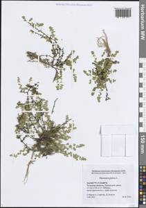 Herniaria glabra L., Eastern Europe, Central region (E4) (Russia)