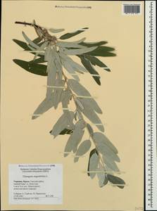 Elaeagnus angustifolia L., Crimea (KRYM) (Russia)
