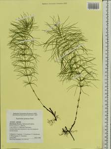 Equisetum pratense Ehrh., Eastern Europe, Central forest-and-steppe region (E6) (Russia)