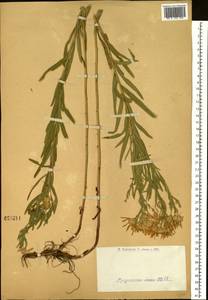 Galatella sedifolia subsp. dracunculoides (Lam.) Greuter, Siberia, Western (Kazakhstan) Altai Mountains (S2a) (Kazakhstan)