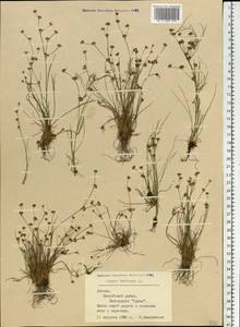 Juncus bulbosus L., Eastern Europe, Latvia (E2b) (Latvia)