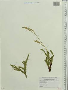 Lycopodium clavatum L., Eastern Europe, Moscow region (E4a) (Russia)