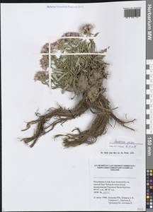 Saussurea pricei N.D.Simpson, Siberia, Altai & Sayany Mountains (S2) (Russia)